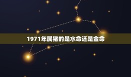 1971年属猪的是水命还是金命？(解读属相与五行)