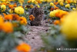 带猫出去玩要带猫砂吗，养猫怎么带出去玩