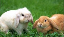1975年属兔的一生有几段婚姻，75年属兔的女性会有几次婚姻