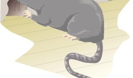 91年女羊和96年男鼠 91年女跟96年男的相配吗