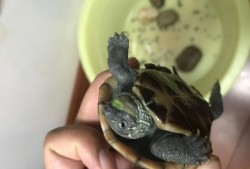 家里养龟十大禁忌，从风水学上讲，家里养乌龟好吗？