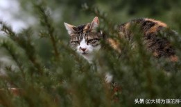 带猫出去玩要带猫砂吗，养猫怎么带出去玩