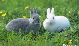 一九五一年属兔的婚配表，属兔的属相婚配表，属兔的和什么属相最配，属兔的