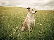 十二生肖每日运势解析：今日宜忌速查指南