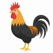 属鸡在2025年的运势好不好呢：属鸡健康管理别大意