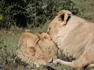 狮子座男生今日运势全解析：超准分析及提升秘诀