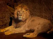 狮子座今日能量指南：美国神婆解析2025年2月9日运势细节